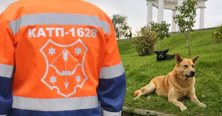 Полтава: створення центру захисту тварин оцінюють у 28 млн грн