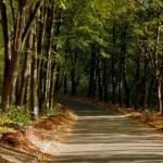 Кличко просить уряд зупинити забудову ботсаду імені Гришка у Києві