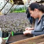 У Полтаві комунальники виростять 60 тисяч нових рослин у 2025 році