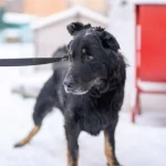 В Полтаве спасают пострадавших от жестокого обращения с животными