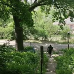 Полтава надасть статус ботанічної пам’ятки природи 19 дубам