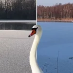 Спасатели совершили десятки выездов для спасения лебедей на водоемах