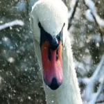 Лебедей и уток из Дендропарка Полтавы забрали на временное содержание из-за морозов