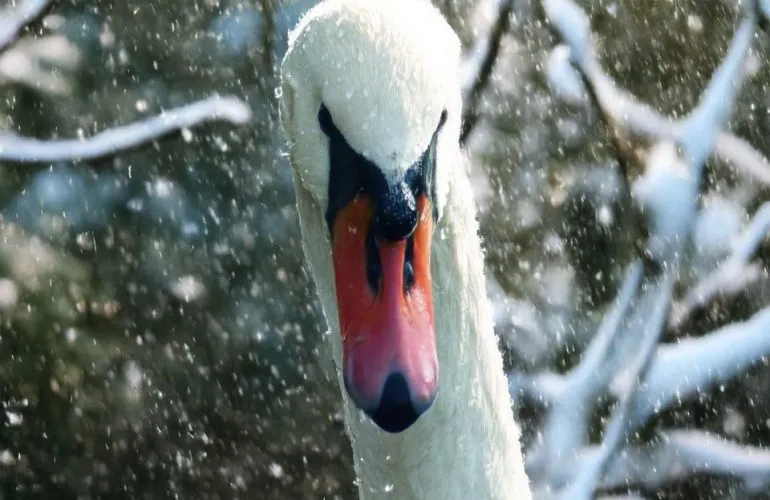 Лебедей и уток из Дендропарка Полтавы забрали на временное содержание из-за морозов