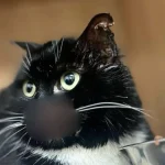 В Полтаве похитили бездомную кошку: КАТП-1628 ищет свидетелей жестокости