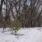 На Дальніх Яківцях приостановлено создание Дубового гая из-за отсутствия владельца земли