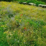 Полтава планує створити міські луки та багаторічні квітники