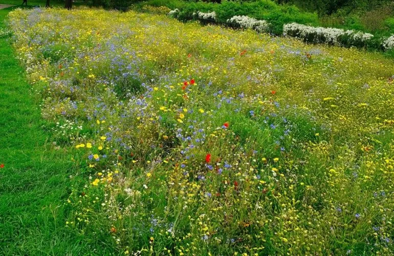 Полтава планує створити міські луки та багаторічні квітники