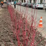 На бульварі Котляревського висадили 500 кущів декоративного дерену