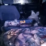 Браконьер в природном парке «Нижнеднепровский» наловил рыбы на 2,4 млн грн
