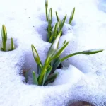 У Полтаві денна температура наступного тижня підніметься до +10°C