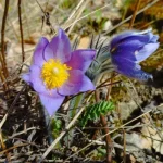 На наступному тижні в Полтаві температура підніметься до +17°C