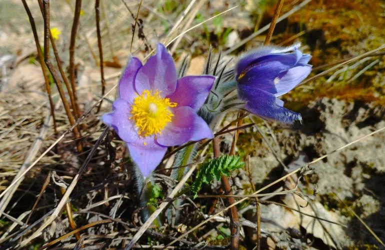 На наступному тижні в Полтаві температура підніметься до +17°C