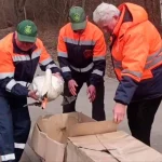 Лебеді повернулися на ставок Полтавського дендропарку після зимівлі