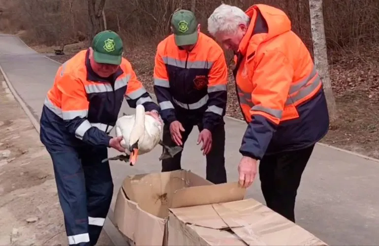 Лебеді повернулися на ставок Полтавського дендропарку після зимівлі