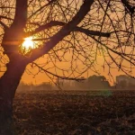 На следующей неделе в Полтаве ожидается похолодание до -5°C ночью