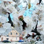 Прогноз погоды в Полтаве: снег и ночные морозы в начале апреля