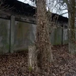 У Полтаві планують видалення аварійних дерев на вулиці Пушкарівській