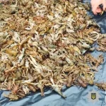 В Диканьке задержали мужчину за незаконный вылов 1700 раков