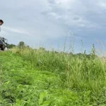 Полтава придбала 100 тисяч літрів бішофіту для боротьби з амброзією за 3,15 млн грн