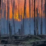 Масштабна екологічна катастрофа на сході України: чи можна відродити природу Донбасу після війни