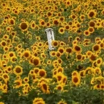 ЄС скасував торговельний безвіз для української агропродукції: що змінюється