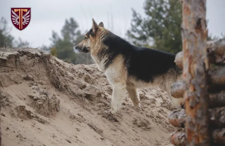 Оперативная ситуация на фронте: итоги дня по российскому вторжению