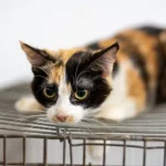 У Полтаві шукають нові родини для 18 котів і кошенят після смерті власника