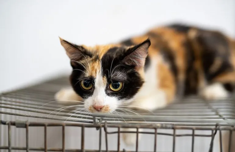 У Полтаві шукають нові родини для 18 котів і кошенят після смерті власника