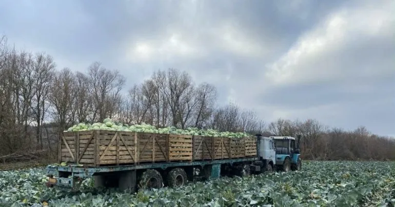 Как переселенцы из Харьковщины восстанавливают овощной бизнес на Прикарпатье