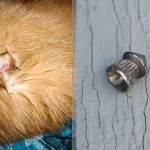 Подростки на Монастырской горе стреляют в животных: полиция и родители реагируют