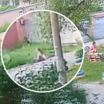 У Полтаві дівчина провалилася в каналізаційний люк під час прогулянки з собакою