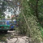 У Полтаві після семи місяців бездіяльності впала аварійна гілка у провулку Кустарний