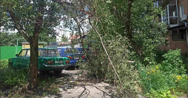 У Полтаві після семи місяців бездіяльності впала аварійна гілка у провулку Кустарний