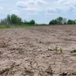 Полтавский горсовет продал урожай сои 2024 года за 200 тысяч гривен