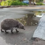 Прогноз погоди для Полтавської громади: короткочасні дощі та комфортна температура