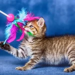 Здоровье кошки: что делать, чтобы питомец не болел