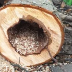 Тендер на удаление 151 аварийного дерева в Полтаве: стоимость снизили почти вдвое