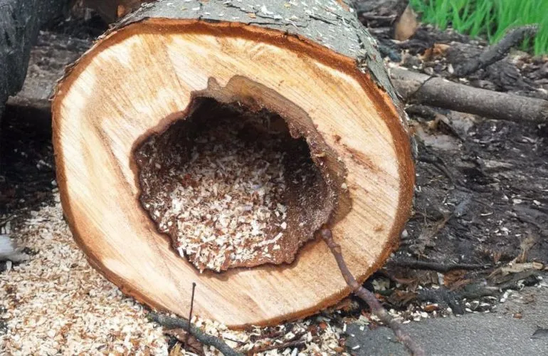 Тендер на видалення 151 аварійного дерева у Полтаві: вартість знизили майже вдвічі