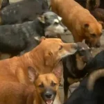 У Полтаві мешканці Павленків скаржаться на сморід і шум від волонтерського притулку для собак