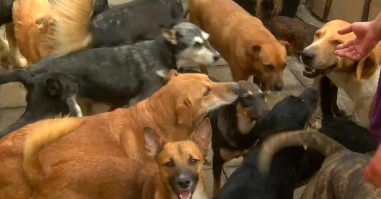 У Полтаві мешканці Павленків скаржаться на сморід і шум від волонтерського притулку для собак