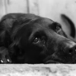 Женщина из Кобеляцкой громады получила год испытательного срока за жестокое обращение с собакой