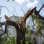 У Полтаві за пів року видалили 1100 аварійних дерев, потреба у три рази більша