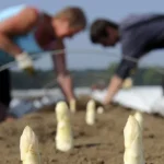 Польский опыт миграции: уроки для Украины и вызовы интеграции беженцев