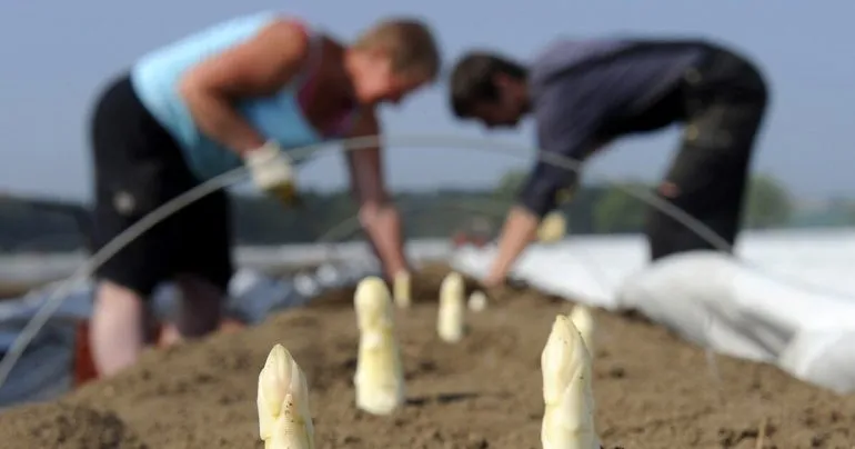 Польский опыт миграции: уроки для Украины и вызовы интеграции беженцев