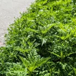 В Полтаве количество амброзии увеличилось вчетверо несмотря на миллионные расходы на борьбу