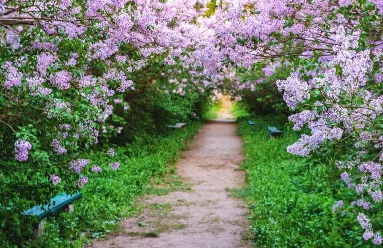 Ексчиновника ОВА підозрюють у привласненні 760 тис. грн під час розробки проєкту парку «Диканський»