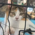 У Полтаві на фестивалі «ЛапкоФест 2.0» 18 тварин знайшли нові родини