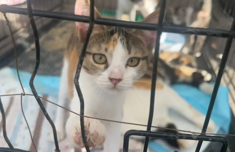 В Полтаве на фестивале «ЛапкоФест 2.0» 18 животных нашли новые семьи