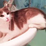 С 1 сентября в Полтаве снизят давление воды: возможны перебои с водоснабжением